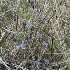 Dianella revoluta var. revoluta (Black-Anther Flax Lily) at Bruce, ACT - 30 Oct 2023 by JVR