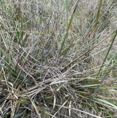 Dianella revoluta var. revoluta at Bruce, ACT - 30 Oct 2023