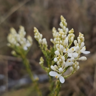 Comesperma ericinum (Heath Milkwort) at Captains Flat, NSW - 30 Oct 2023 by Csteele4