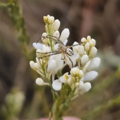 Plebs bradleyi (Enamelled spider) at Captains Flat, NSW - 30 Oct 2023 by Csteele4