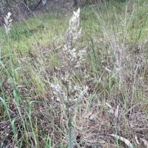 Holcus lanatus at Bruce, ACT - 30 Oct 2023 05:01 PM