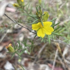 Hibbertia calycina at Bruce, ACT - 30 Oct 2023