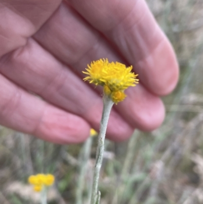 Chrysocephalum apiculatum (Common Everlasting) at Bruce, ACT - 30 Oct 2023 by JVR