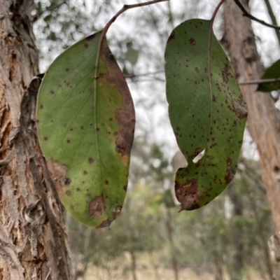 Eucalyptus macrorhyncha (Red Stringybark) at Bruce, ACT - 30 Oct 2023 by JVR