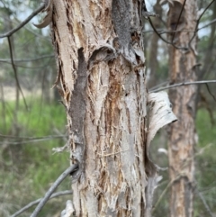 Eucalyptus macrorhyncha at Bruce, ACT - 30 Oct 2023