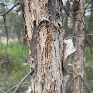 Eucalyptus macrorhyncha at Bruce, ACT - 30 Oct 2023