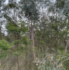 Eucalyptus macrorhyncha at Bruce, ACT - 30 Oct 2023