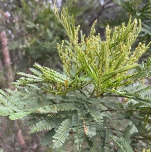 Acacia decurrens at Bruce, ACT - 30 Oct 2023