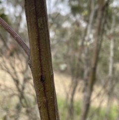 Acacia decurrens at Bruce, ACT - 30 Oct 2023