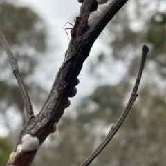 Iridomyrmex purpureus (Meat Ant) at Bruce, ACT - 30 Oct 2023 by JVR