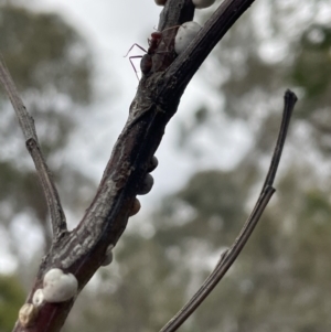 Iridomyrmex purpureus at Bruce, ACT - 30 Oct 2023