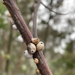 Cryptes baccatus (Wattle Tick Scale) at Flea Bog Flat, Bruce - 30 Oct 2023 by JVR