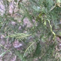 Acacia decurrens (Green Wattle) at Bruce, ACT - 30 Oct 2023 by JVR