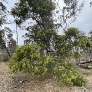 Acacia decurrens at Bruce, ACT - 30 Oct 2023