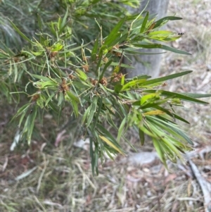 Acacia floribunda at Bruce, ACT - 30 Oct 2023