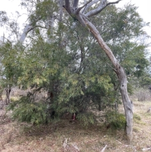 Acacia floribunda at Bruce, ACT - 30 Oct 2023 04:48 PM