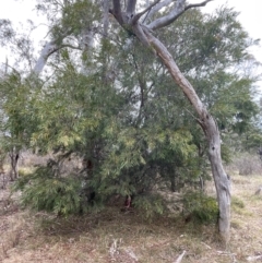 Acacia floribunda at Bruce, ACT - 30 Oct 2023