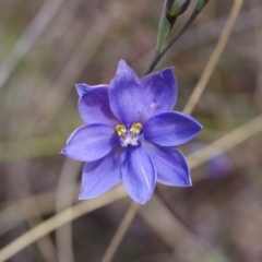 Thelymitra ixioides (Dotted Sun Orchid) at Captains Flat, NSW - 30 Oct 2023 by mlech