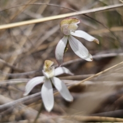 Caladenia moschata (Musky Caps) at QPRC LGA - 30 Oct 2023 by Csteele4