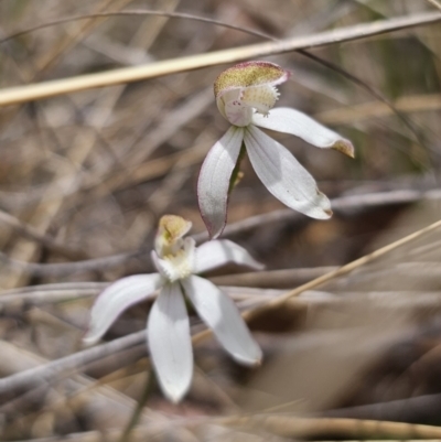 Caladenia moschata (Musky Caps) at Captains Flat, NSW - 30 Oct 2023 by Csteele4