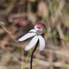 Caladenia moschata at Captains Flat, NSW - suppressed