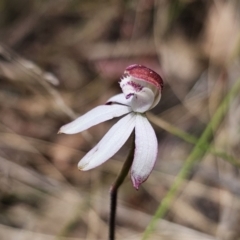 Caladenia moschata at Captains Flat, NSW - suppressed