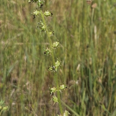 Acaena x ovina (Sheep's Burr) at Belconnen, ACT - 23 Oct 2023 by sangio7