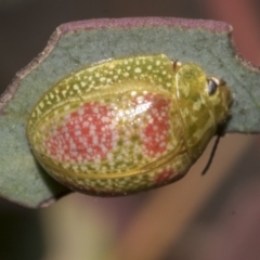 Paropsisterna fastidiosa (Eucalyptus leaf beetle) at Bruce Ridge to Gossan Hill - 30 Oct 2023 by AlisonMilton