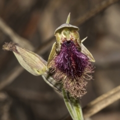 Calochilus platychilus (Purple Beard Orchid) at Bruce, ACT - 30 Oct 2023 by AlisonMilton