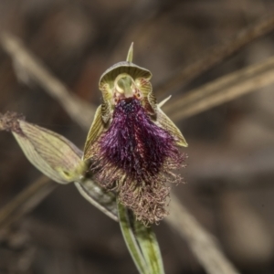 Calochilus platychilus at Bruce, ACT - 30 Oct 2023