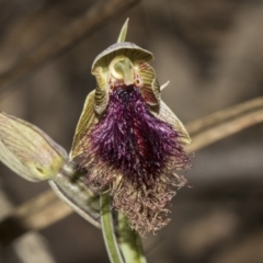 Calochilus platychilus at Bruce, ACT - 30 Oct 2023