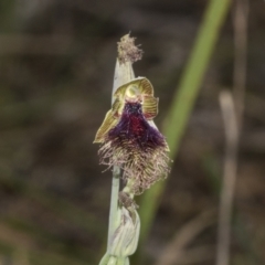 Calochilus platychilus at Bruce, ACT - 30 Oct 2023