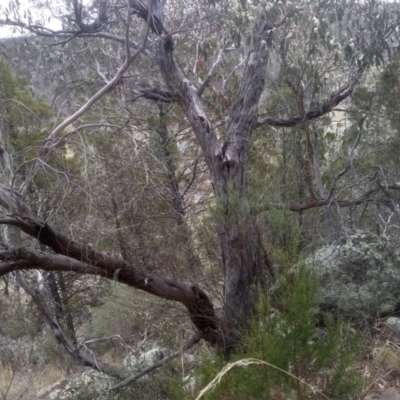 Eucalyptus dives (Broad-leaved Peppermint) at Cooma North Ridge Reserve - 27 Oct 2023 by mahargiani