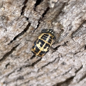 Harmonia conformis at Russell, ACT - 30 Oct 2023
