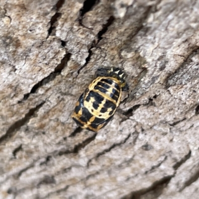 Harmonia conformis (Common Spotted Ladybird) at Russell, ACT - 30 Oct 2023 by Hejor1