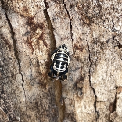 Harmonia conformis (Common Spotted Ladybird) at Russell, ACT - 30 Oct 2023 by Hejor1