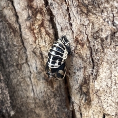 Harmonia conformis at Russell, ACT - 30 Oct 2023