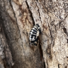 Harmonia conformis at Russell, ACT - 30 Oct 2023