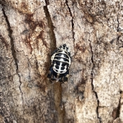 Harmonia conformis at Russell, ACT - 30 Oct 2023