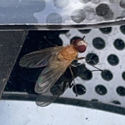 Dichaetomyia sp. (genus) (Bush fly) at Russell, ACT - 30 Oct 2023 by Hejor1