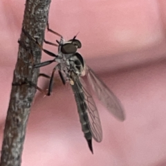 Cerdistus sp. (genus) (Slender Robber Fly) at Russell, ACT - 30 Oct 2023 by Hejor1