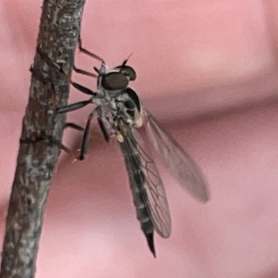 Cerdistus sp. (genus) (Slender Robber Fly) at Russell, ACT - 30 Oct 2023 by Hejor1