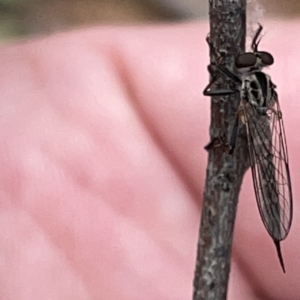 Cerdistus sp. (genus) at Russell, ACT - 30 Oct 2023