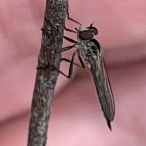 Cerdistus sp. (genus) at Russell, ACT - 30 Oct 2023