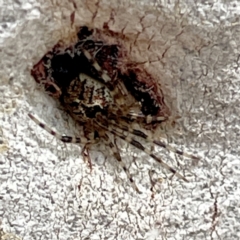 Cryptachaea veruculata (Diamondback comb-footed spider) at Russell, ACT - 30 Oct 2023 by Hejor1