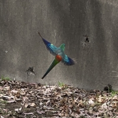 Psephotus haematonotus (Red-rumped Parrot) at Mount Ainslie to Black Mountain - 30 Oct 2023 by Hejor1