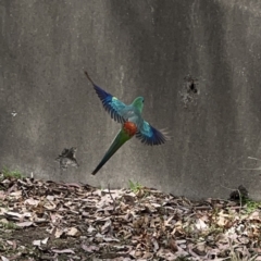 Psephotus haematonotus (Red-rumped Parrot) at Lake Burley Griffin Central/East - 30 Oct 2023 by Hejor1