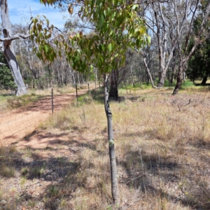 Brachychiton populneus at Majura, ACT - 30 Oct 2023 11:14 AM