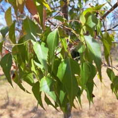 Brachychiton populneus at Majura, ACT - 30 Oct 2023 11:14 AM