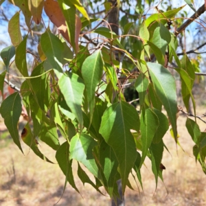 Brachychiton populneus at Majura, ACT - 30 Oct 2023 11:14 AM